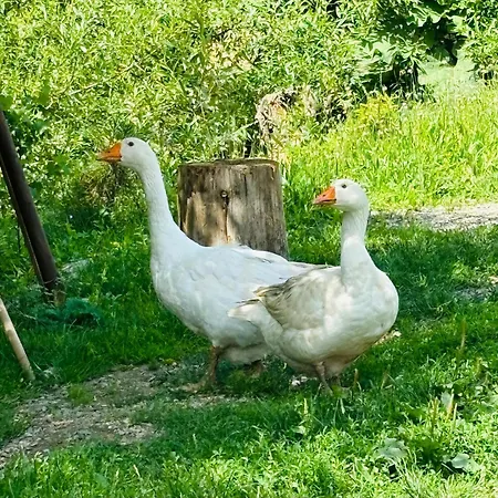 Agroturism Bori Punct Gastronomic Local *